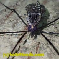 /home//u458753944/public_html/sourcegallery////////////Insects and small critters/flies (Diptera)/P7070254.JPG